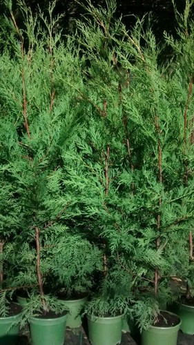 Leylandii conifer hedging - 4x,