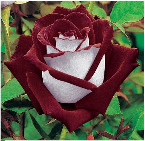 Rose seeds multi - rose,