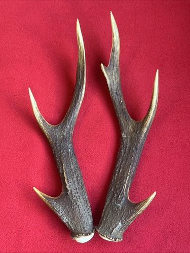 Pair sika deer - deer, antlers