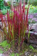 Red Hook Sedge Ornamental