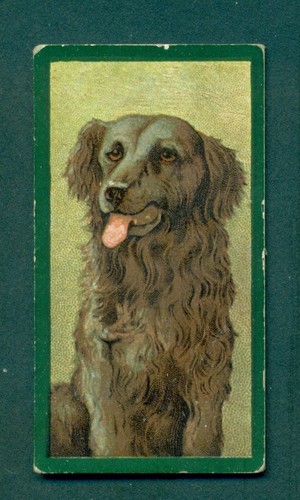 Taddy dogs 11 retriever - taddy,