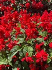 FLOWER SALVIA SPLENDENS -