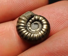 Pyrite ammonite fossil Promicroceras (13mm) Charmouth Jurassic Coast Fossils UK