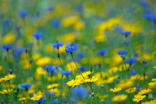 Wild flower meadow - wild,
