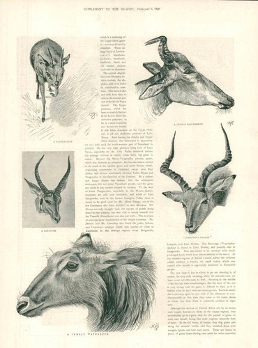 1897 africa klipspringer - 1897,