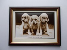 Dog photo english setter - dog, photo's