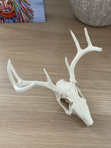 Jackalope skull skeleton - skull,