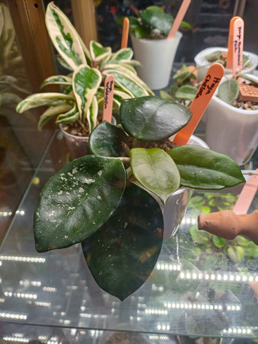 Hoya chelsea rare - chelsea,