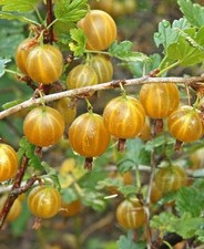 Gooseberry 'Hinnonmaki Yellow'