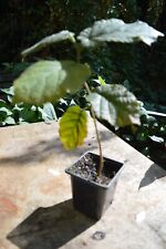 COBNUT TREE (Corylus avellana)