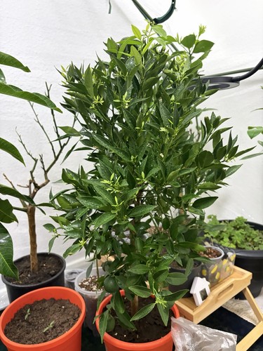 Large fruiting mandarin - fruiting,