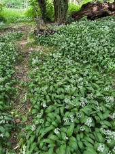 Wild Garlic Organic Plant