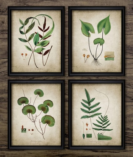 Ferns print set - of, vintage