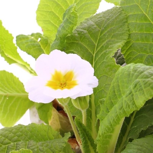 Polyanthus white boxed - boxed, bedding