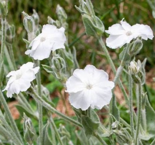 Rose campion white - white, x