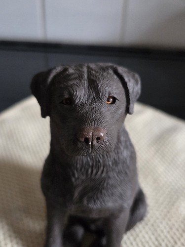 Sandicast chocolate labrador - chocolate,