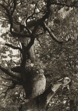 1932/56 JOSEF SUDEK Vintage Oak Tree Trunk Nature Forest Photo Gravure Art 11x14