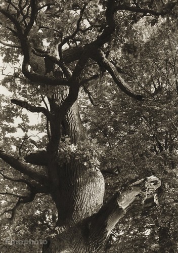 1932 josef sudek vintage - 1932/56,