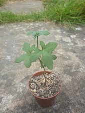 Kedrostis africana -  South