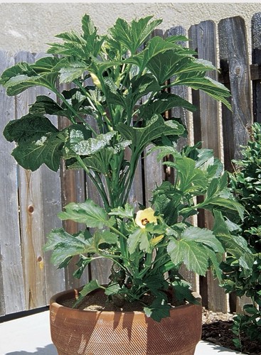 Okra baby bubba plant - okra,