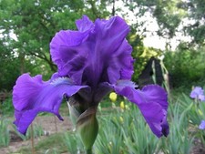 IRIS GERMANICA MATINA BEARDED