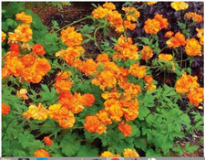 Geum Plant "Firestorm" NEW