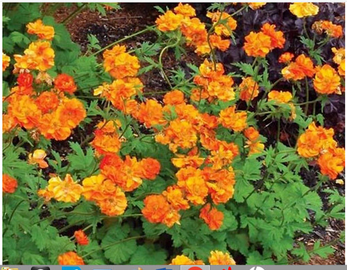 Geum plant firestorm - "firestorm", new