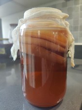 Organic Kombucha starter set Scoby Tea Probiotic M  Size Fast Postage