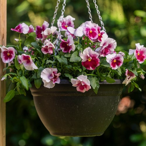 Viola raspberry fools - viola,