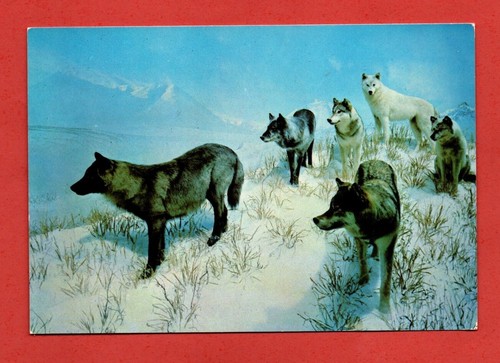 1960s canadian wolf diorama - canadian,