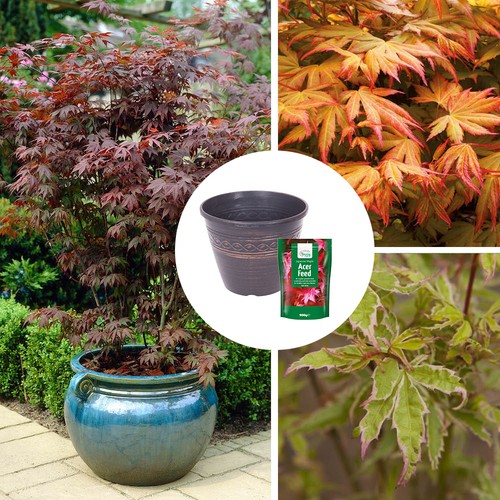 Acer collection 5cm - acer, 10.5cm