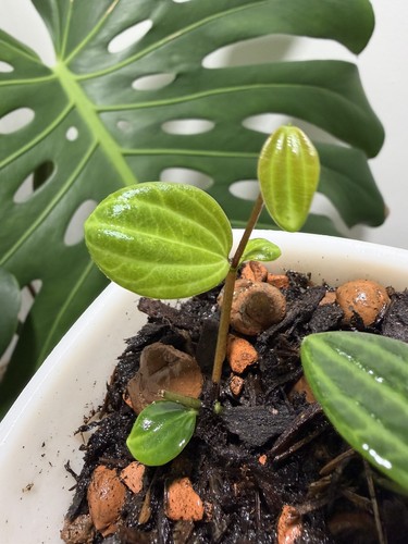Peperomia beetle self - peperomia, in