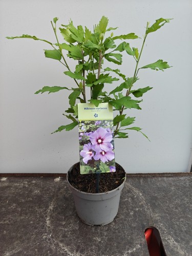 Hibiscus syriacus oiseau - hibiscus, 'oiseau