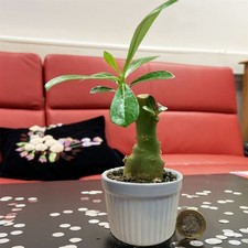 Unusual Adenium Obesum Desert