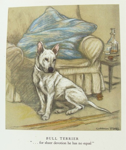 Old vintage print bull - bull, terrier