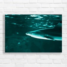 Tropical Sea Fish Lone Shark