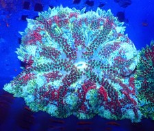 WYSIWYG Mini Maxi Marine Corals