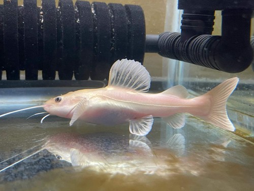 Phantom red tail - catfish, 4-5