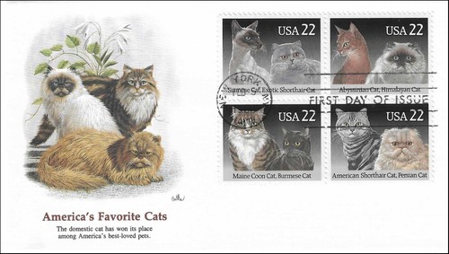 Cats maine coon persian - cats,