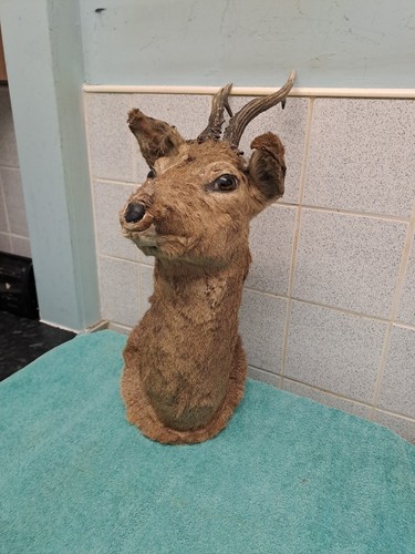 Taxidermy roe deer shoulder - deer,