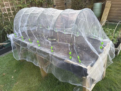 Anti fly bug butterfly pest - butterfly,