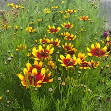 Coreopsis 'Corleone Red &