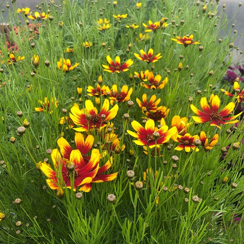 Coreopsis corleone red - coreopsis, &