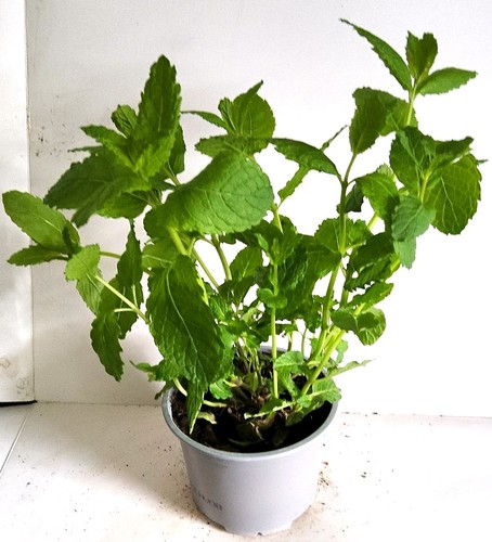 Mint potted plant - mint,