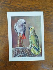 Antique 1920s Pet Parrot And macaw Bird Cage Book Print Picture Parrots Macaws 