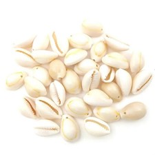Cowrie sea shell 100pcs - cowrie,