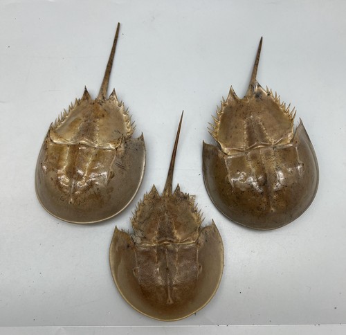 1pc dried molted horseshoe - 1pc,