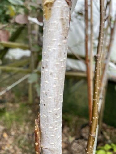 Betula white bark - betula,