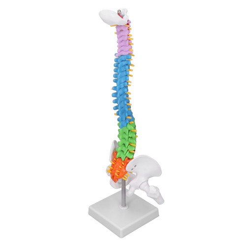 Vertebral column model human - model,