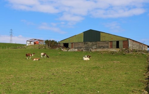 Photo 12x8 alpacas field - 12x8,